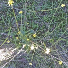 Hirschfeldia incana (Buchan Weed) at Callum Brae - 5 Feb 2015 by galah681