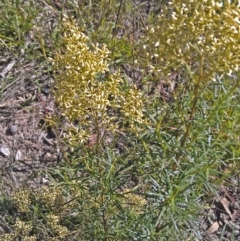 Cassinia quinquefaria (Rosemary Cassinia) at Callum Brae - 5 Feb 2015 by galah681