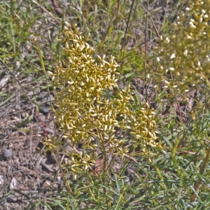 Cassinia quinquefaria at Symonston, ACT - 6 Feb 2015