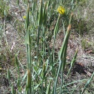 Tragopogon dubius at Symonston, ACT - 6 Feb 2015