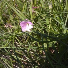 Convolvulus angustissimus subsp. angustissimus (Australian Bindweed) at Symonston, ACT - 5 Feb 2015 by galah681