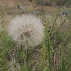 Tragopogon dubius (Goatsbeard) at Tharwa, ACT - 31 Jan 2015 by MichaelBedingfield