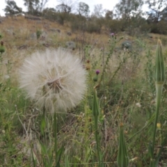 Tragopogon dubius at Tharwa, ACT - 31 Jan 2015 06:33 PM