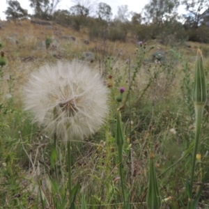 Tragopogon dubius at Tharwa, ACT - 31 Jan 2015 06:33 PM