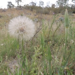 Tragopogon dubius at Tharwa, ACT - 31 Jan 2015 06:33 PM