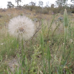 Tragopogon dubius at Tharwa, ACT - 31 Jan 2015 06:33 PM