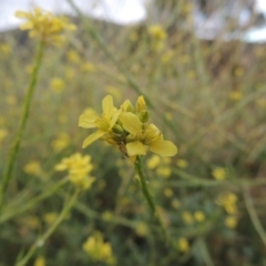 Hirschfeldia incana (Buchan Weed) at Paddys River, ACT - 31 Jan 2014 by MichaelBedingfield