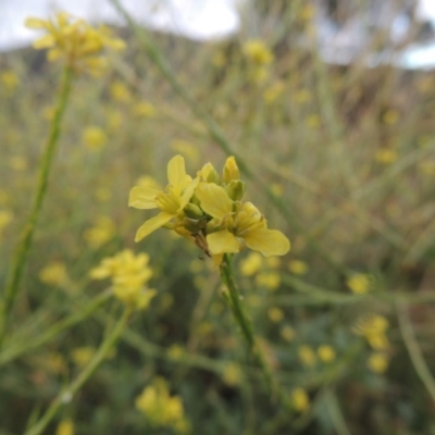 Hirschfeldia incana (Buchan Weed) at Point Hut to Tharwa - 30 Jan 2014 by michaelb