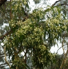 Acacia implexa (Hickory Wattle, Lightwood) at Wanniassa Hill - 18 Jan 2015 by RyuCallaway