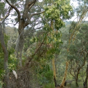 Acacia implexa at Macarthur, ACT - 19 Jan 2015