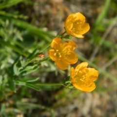 Hypericum gramineum (Small St Johns Wort) at Wanniassa Hill - 18 Jan 2015 by RyuCallaway