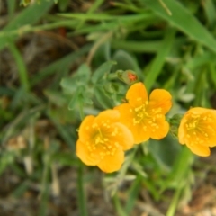 Hypericum gramineum at Wanniassa Hill - 19 Jan 2015