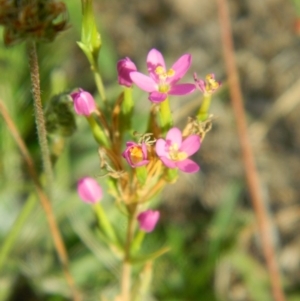 Centaurium sp. at Wanniassa Hill - 19 Jan 2015 08:02 AM