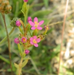 Centaurium sp. at Wanniassa Hill - 19 Jan 2015 08:02 AM