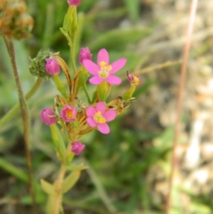 Centaurium sp. at Wanniassa Hill - 19 Jan 2015 08:02 AM