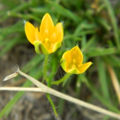 Hypoxis hygrometrica var. hygrometrica (Golden Weather-grass) at Wanniassa Hill - 18 Jan 2015 by RyuCallaway