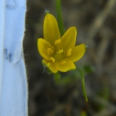 Hypoxis hygrometrica var. hygrometrica at Wanniassa Hill - 19 Jan 2015