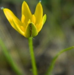 Hypoxis hygrometrica var. hygrometrica at Wanniassa Hill - 19 Jan 2015