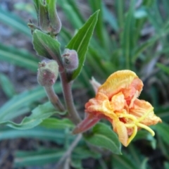 Oenothera stricta subsp. stricta (Common Evening Primrose) at Greenway, ACT - 15 Jan 2015 by ArcherCallaway