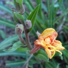 Oenothera stricta subsp. stricta (Common Evening Primrose) at Greenway, ACT - 15 Jan 2015 by RyuCallaway