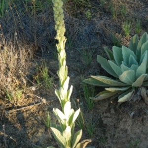 Verbascum thapsus subsp. thapsus at Greenway, ACT - 15 Jan 2015 06:56 PM