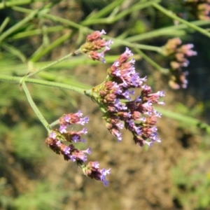 Verbena incompta at Greenway, ACT - 15 Jan 2015 06:57 PM