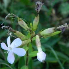 Saponaria officinalis (Soapwort, Bouncing Bet) at Greenway, ACT - 15 Jan 2015 by RyuCallaway