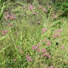 Verbena incompta (Purpletop) at Point Hut to Tharwa - 17 Jan 2015 by RyuCallaway