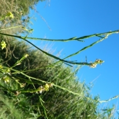 Hirschfeldia incana (Buchan Weed) at Point Hut to Tharwa - 17 Jan 2015 by RyuCallaway