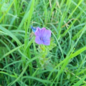 Echium plantagineum at Gordon, ACT - 17 Jan 2015 06:11 PM