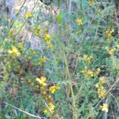 Hypericum perforatum (St John's Wort) at Point Hut to Tharwa - 17 Jan 2015 by RyuCallaway