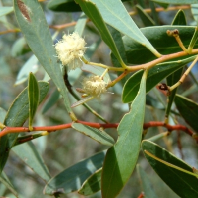 Acacia penninervis var. penninervis (Hickory Wattle) at Fadden, ACT - 2 Feb 2015 by julielindner