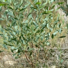 Acacia penninervis var. penninervis at Fadden, ACT - 2 Feb 2015 12:00 AM