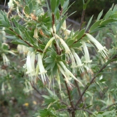 Styphelia triflora (Five-corners) at Fadden, ACT - 2 Feb 2015 by julielindner