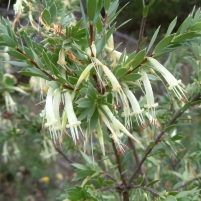 Styphelia triflora (Five-corners) at Fadden, ACT - 1 Feb 2015 by julielindner