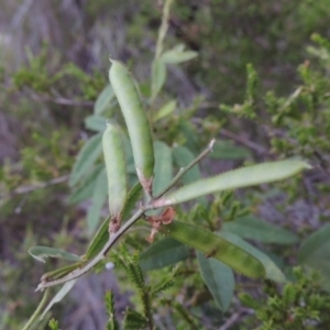 Glycine tabacina at Tennent, ACT - 4 Feb 2015 08:06 PM