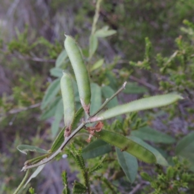 Glycine tabacina (Variable Glycine) at Tennent, ACT - 4 Feb 2015 by michaelb