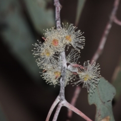 Eucalyptus nortonii (Mealy Bundy) at Tennent, ACT - 4 Feb 2015 by michaelb