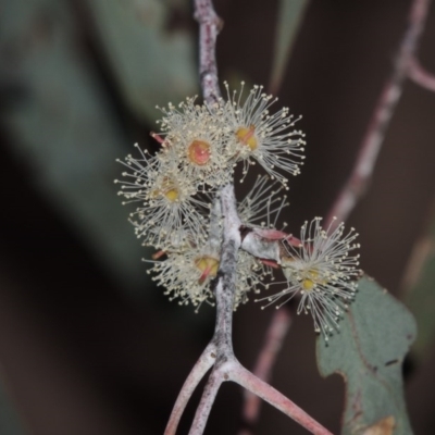 Eucalyptus nortonii (Mealy Bundy) at Tennent, ACT - 4 Feb 2015 by MichaelBedingfield