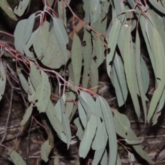 Eucalyptus nortonii at Tennent, ACT - 4 Feb 2015