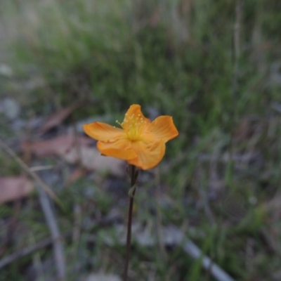 Hypericum gramineum (Small St Johns Wort) at Conder, ACT - 31 Jan 2015 by michaelb