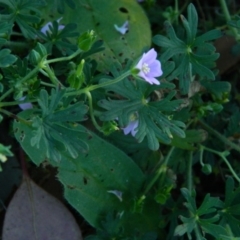 Geranium solanderi var. solanderi (Native Geranium) at Fadden, ACT - 8 Feb 2015 by ArcherCallaway