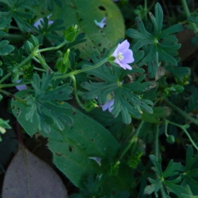 Geranium solanderi var. solanderi (Native Geranium) at Wanniassa Hill - 7 Feb 2015 by RyuCallaway