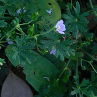 Geranium solanderi var. solanderi (Native Geranium) at Fadden, ACT - 7 Feb 2015 by RyuCallaway