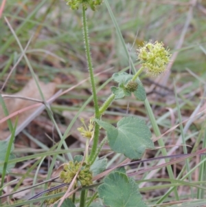 Hydrocotyle laxiflora at Conder, ACT - 1 Feb 2015 12:00 AM