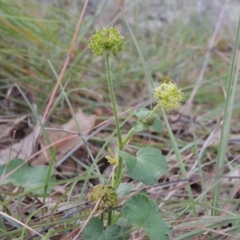 Hydrocotyle laxiflora at Conder, ACT - 1 Feb 2015 12:00 AM