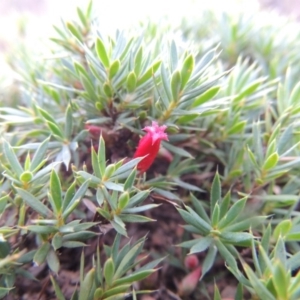 Styphelia humifusum at Conder, ACT - 1 Feb 2015