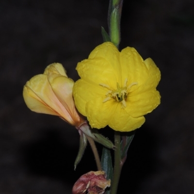 Oenothera stricta subsp. stricta (Common Evening Primrose) at Point Hut to Tharwa - 2 Nov 2014 by michaelb