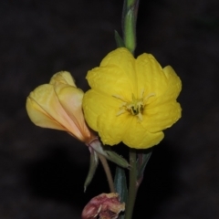 Oenothera stricta subsp. stricta (Common Evening Primrose) at Paddys River, ACT - 2 Nov 2014 by michaelb