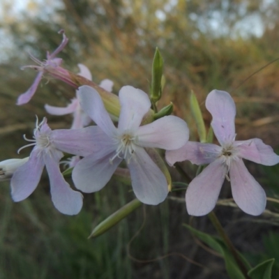 Saponaria officinalis (Soapwort, Bouncing Bet) at Greenway, ACT - 19 Nov 2014 by MichaelBedingfield